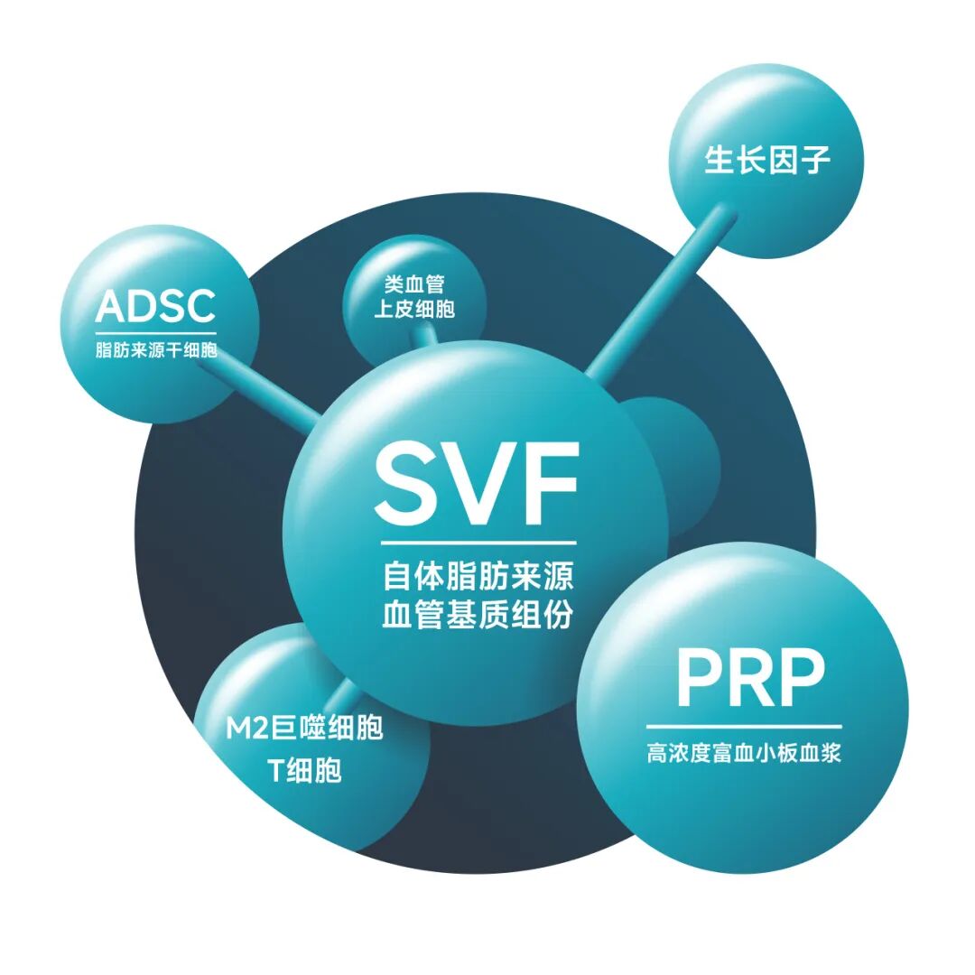 fraction,svf)于 2001 年由美国杜克大学的 zukpa 教授发现并命名,是