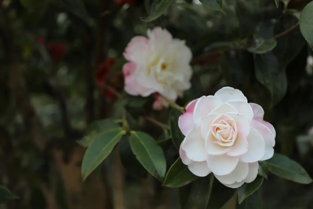 曲靖罗平发展庭院经济让院景变钱景