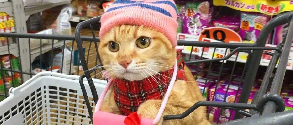 爱逛超市的橘猫，一夜爆火！10w网友围观：连三菜一汤都会做？