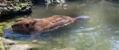 这只叫JB的河狸坚持在救命恩人的家里修水坝