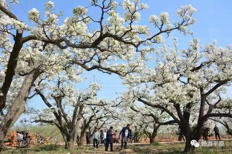 一图在手，玩转平原！德州智慧旅游地图上线！速来平原打卡！