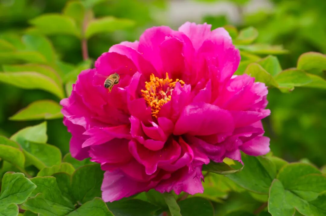 67安陆朱桥牡丹,惊艳了春天!