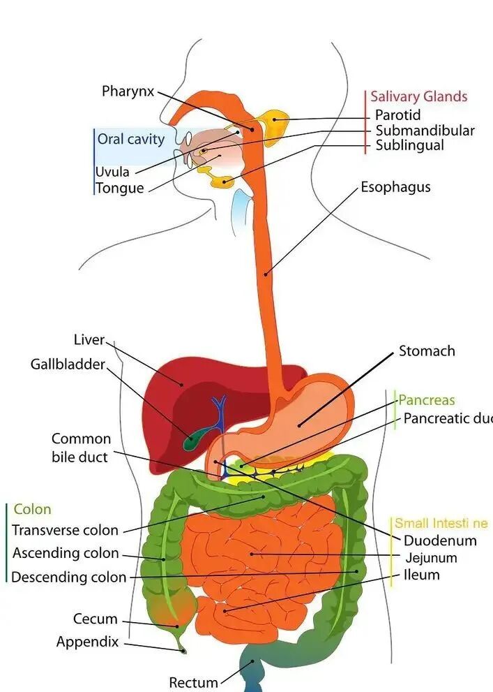 菊芋多糖健康预防的超级物质