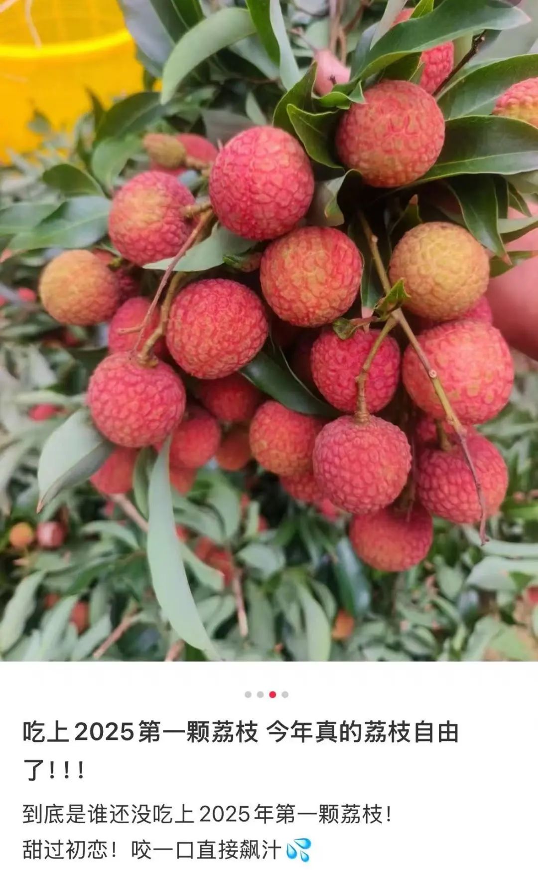广东荔枝甜过初恋