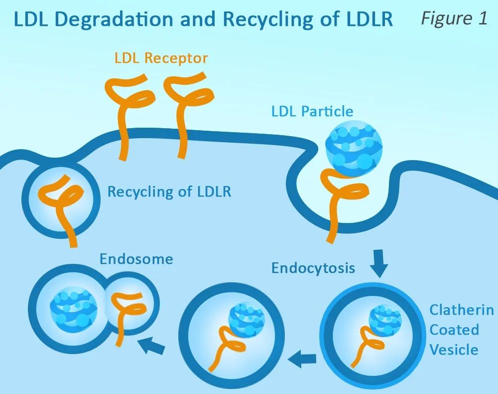 Cholesterol & the PCSK9 Pathway