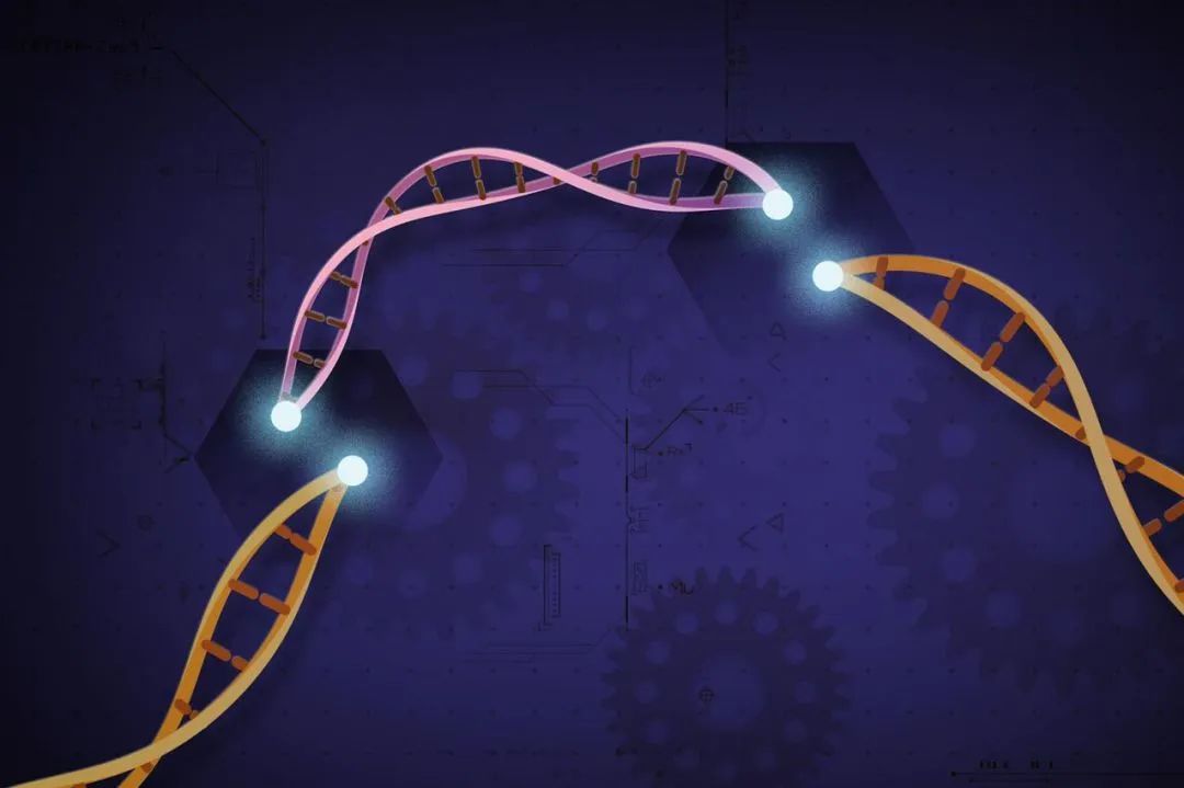 基因编辑技术新突破！科学家可以一次编辑多个基因组片段_CHyMErA