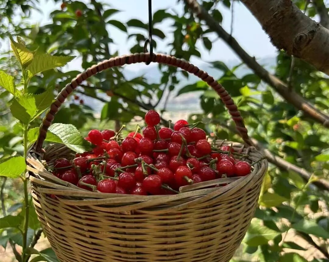 青岛2024樱桃节暨第二十九届北宅樱桃节邀您畅享田园慢生活