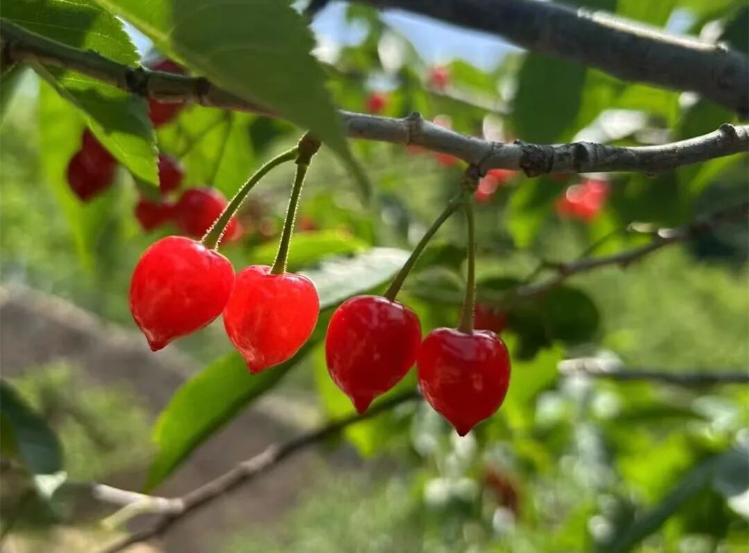 青岛2024樱桃节暨第二十九届北宅樱桃节邀您畅享田园慢生活