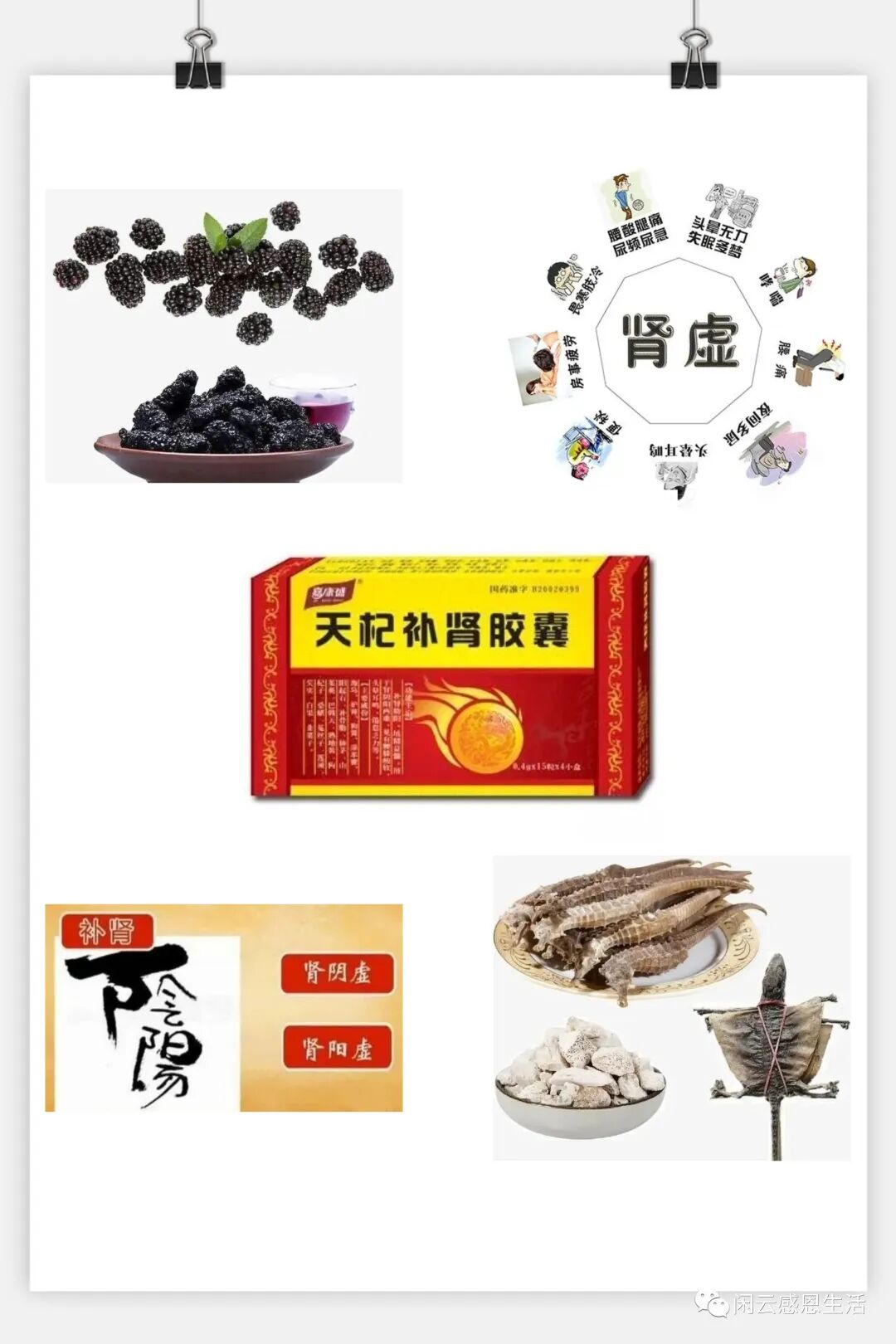 中药伟哥，保护您的“先天之本”——天杞补肾胶囊