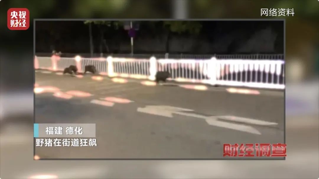 【992 ｜ 关注】多地频现野猪伤人致害！为什么不能放开猎捕？记者调查→