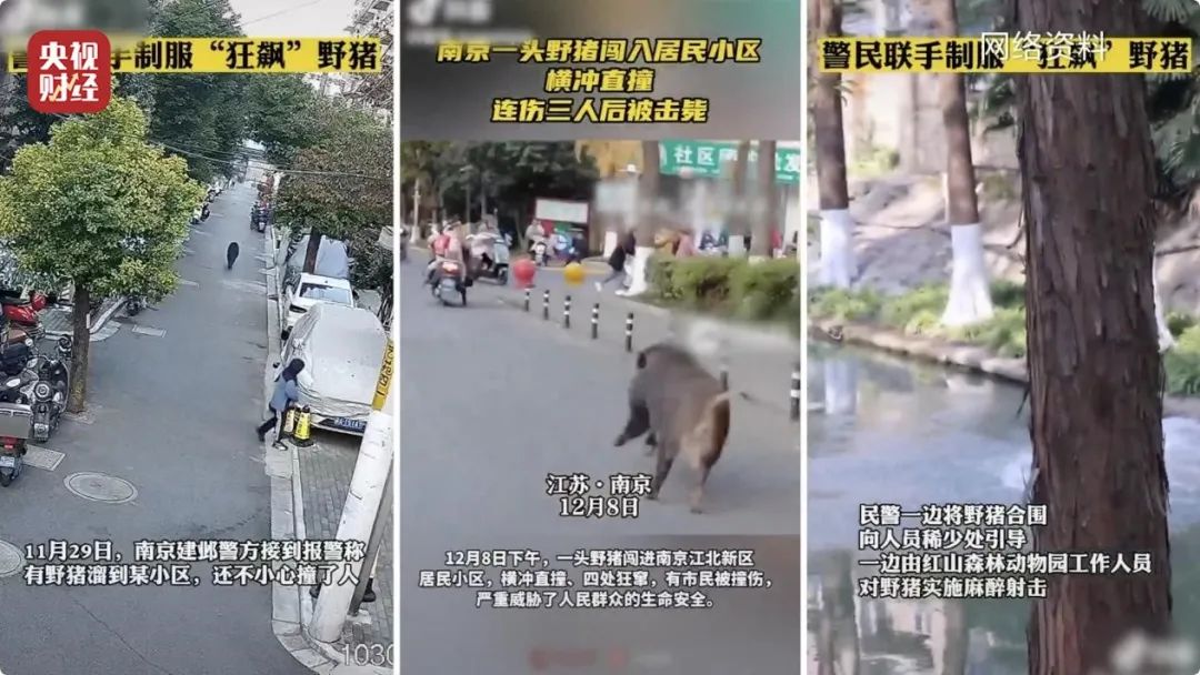 【992 ｜ 关注】多地频现野猪伤人致害！为什么不能放开猎捕？记者调查→