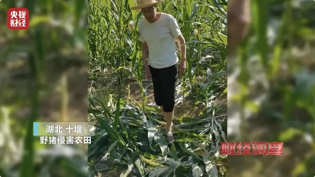 【992 ｜ 关注】多地频现野猪伤人致害！为什么不能放开猎捕？记者调查→