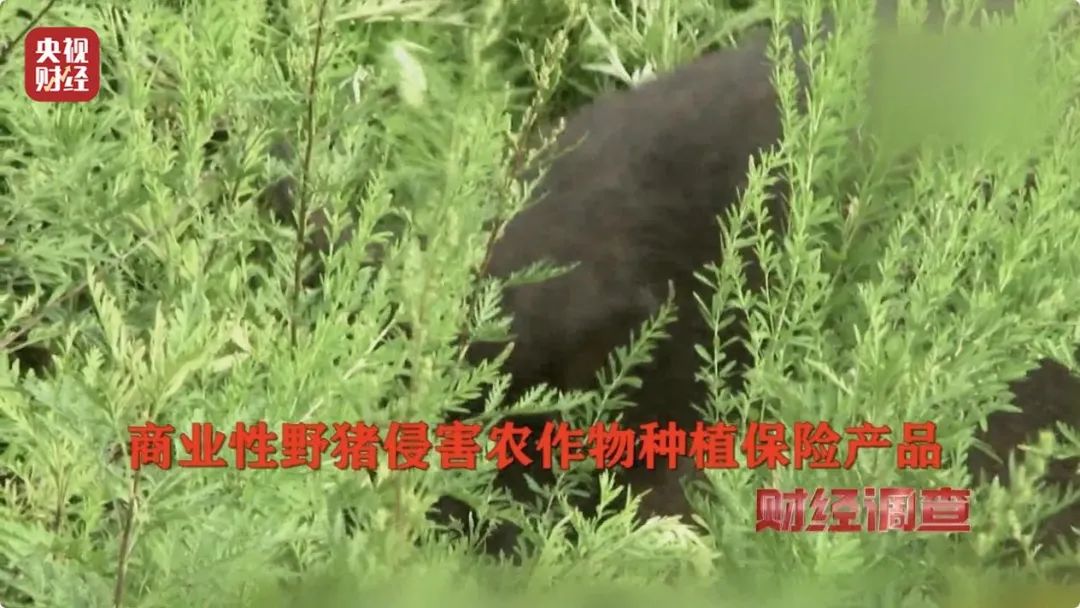 【992 ｜ 关注】多地频现野猪伤人致害！为什么不能放开猎捕？记者调查→