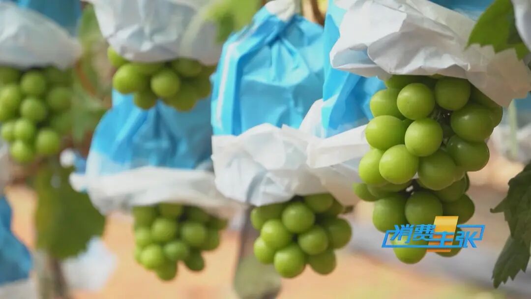 价格腰斩！“首批国产”即将上市插图5