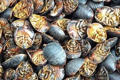 国医专家一致认可 农村称 土鳖子 ,治疗湿疹最强的中药材