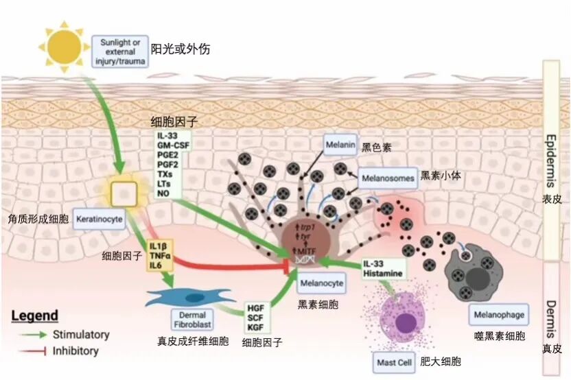 什么是光电治疗光电项目后为何会“反黑”？这些治疗方法超有效_https://www.jmylbn.com_新闻资讯_第4张