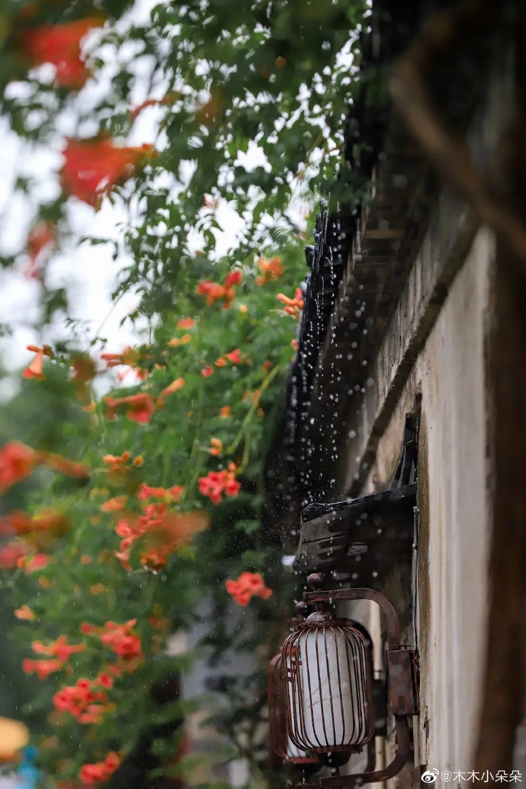 墙头雨细图片