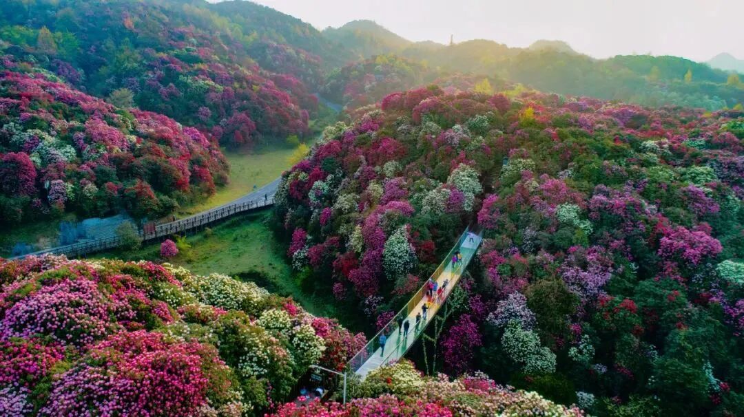 黎平香禾糯[gf]2705[/gf]住宿推荐:维也纳国际酒店(黎平会议会址店)