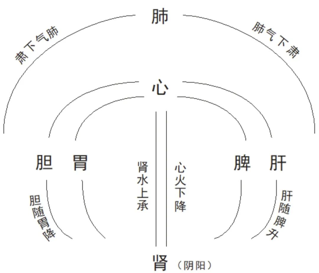 到邪气入侵，导致病起。保护好我们的脾、肾、肝，便可以营养心肺功能。我们常说健脾理气、养肝护胃。即脾的
