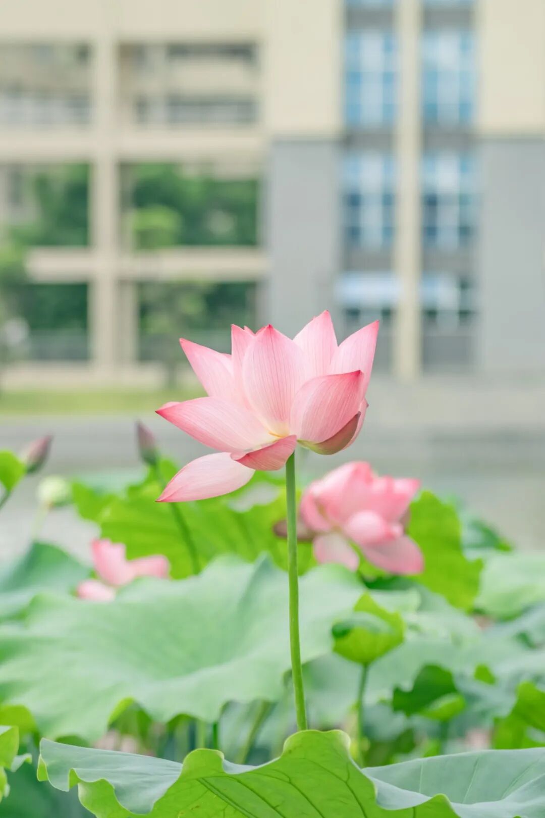 梁韦雨摄 (14).JPG