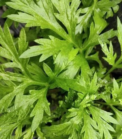 蒿芩清胆汤(蒿草药用功效与作用(蒿草中药是什么))