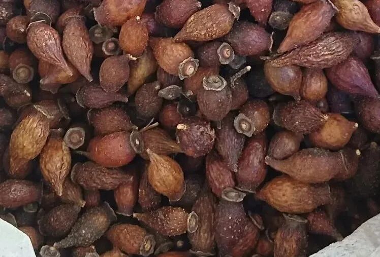 2024.11.20中药材产地市场价格、产地市场行情，产地药材走势分析预估