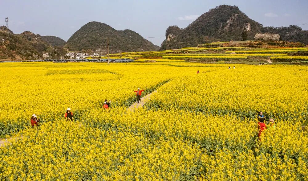 六枝特区木岗镇万亩油菜花竞相绽放