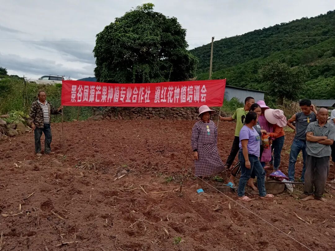 近年来,普洱市景谷傣族彝族自治县凤山镇不断推动滇红花种植产业的
