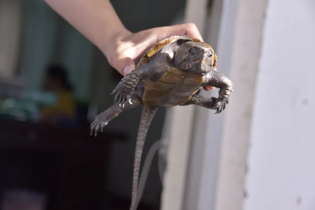 普洱景谷一只国家二级保护动物平胸龟回归大自然