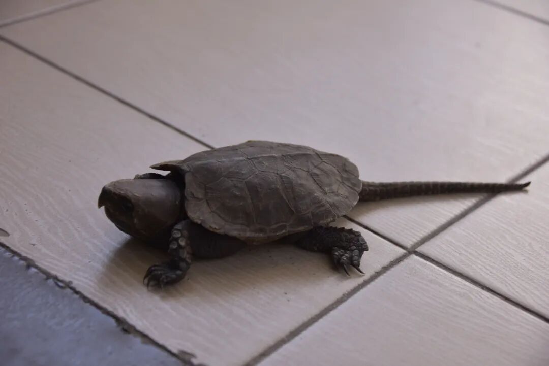 普洱景谷一只国家二级保护动物平胸龟回归大自然