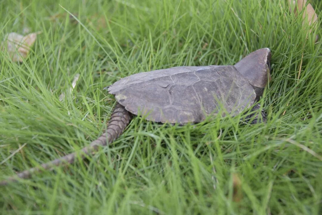 普洱景谷一只国家二级保护动物平胸龟回归大自然