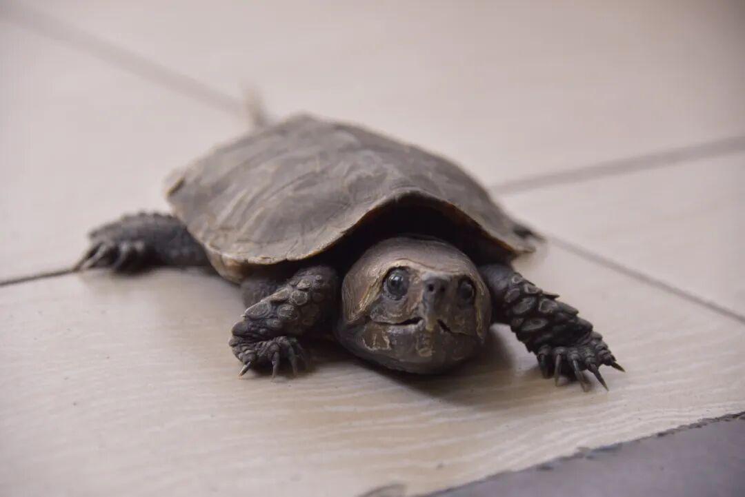 普洱景谷一只国家二级保护动物平胸龟回归大自然