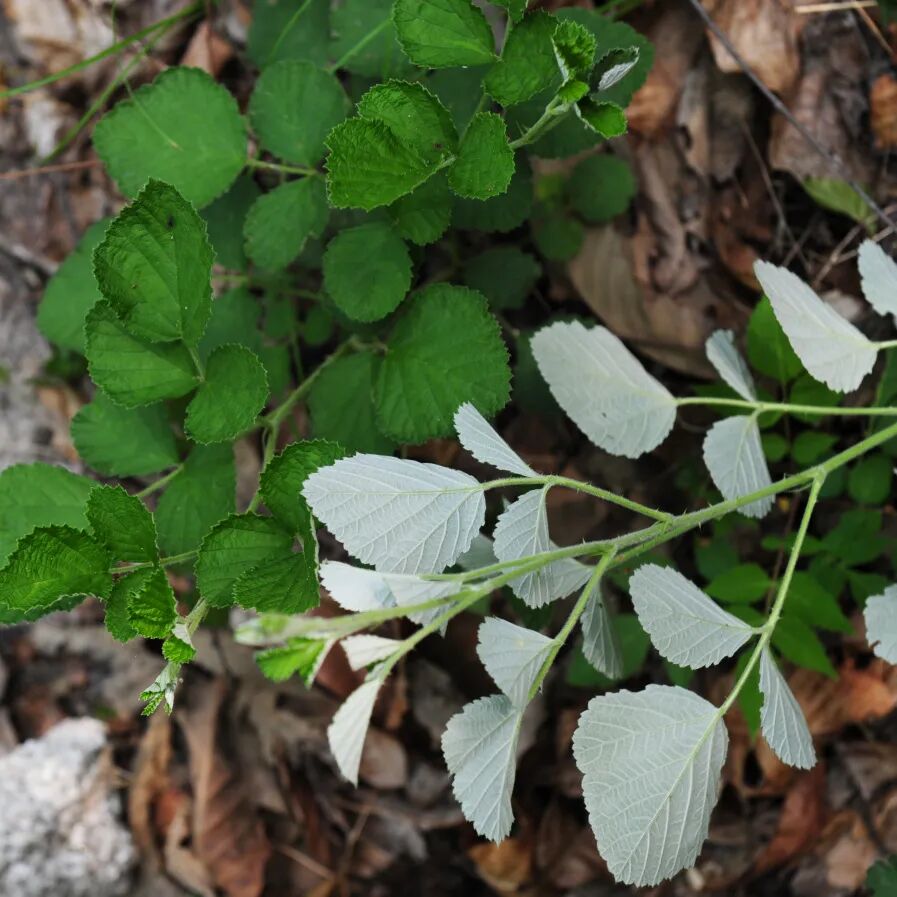 自然科普|昆嵛山物种日历之茅莓