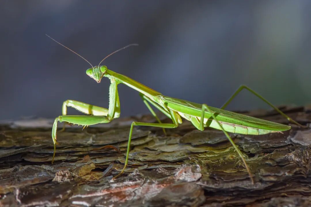 昆嵛山物种日历 239｜中华大刀螳