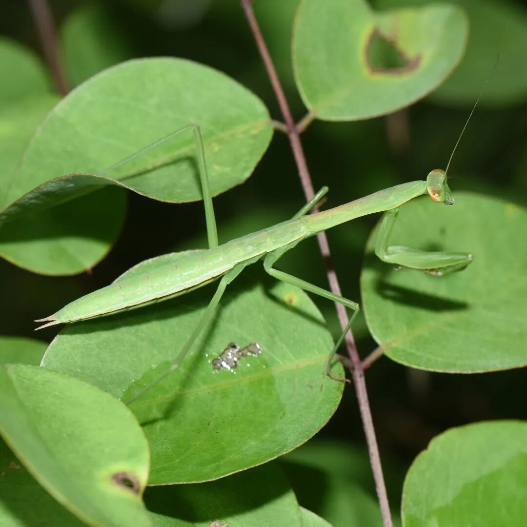 昆嵛山物种日历 239｜中华大刀螳