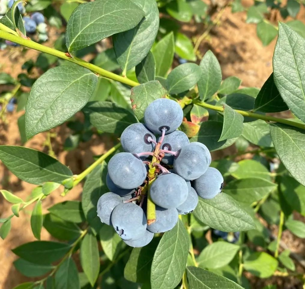 沙漠中的蓝精灵,新疆喀什蓝莓