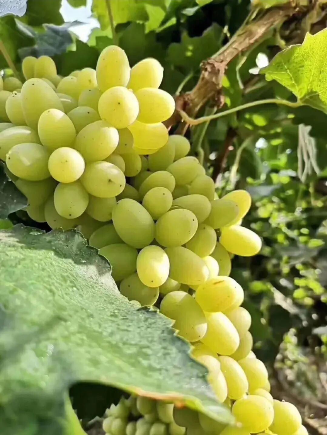 新疆无核白葡萄,是堕入凡间的蜜糖