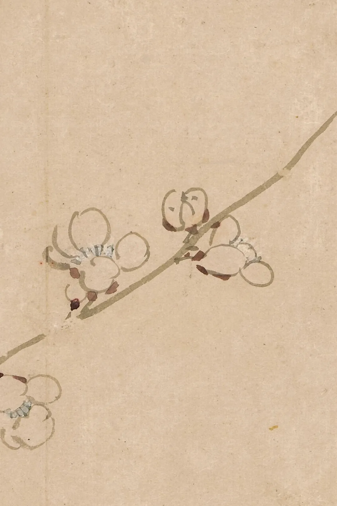 汪士慎:一生心事为花忙丨私享艺术 汪士慎:一生心事为花忙丨私享艺术