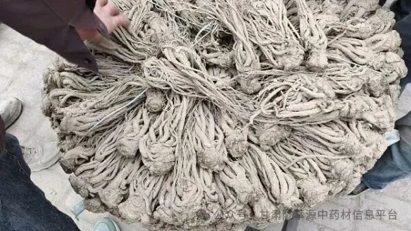 岷县中药材市场快讯