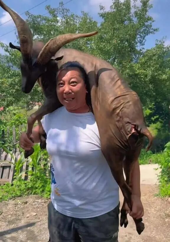 东北雨姐成名后，有哪些明星网红去过她家吃过饭、拍过视频？