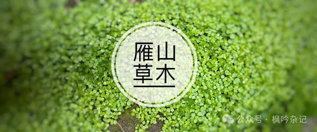 雁山草木：雁荡山能仁寺草木小记