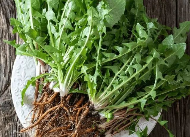 肺部结节 肺部结节