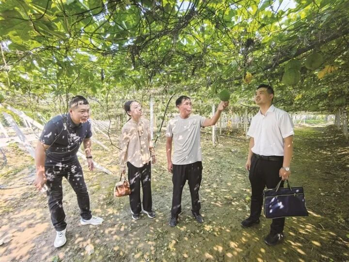 工作人员了解柴湖镇鱼池村瓜蒌长势。杨国良 摄