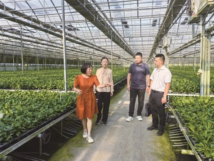 工作人员在湖北农青园艺科技有限公司基地了解花卉培育情况。杨国良 摄