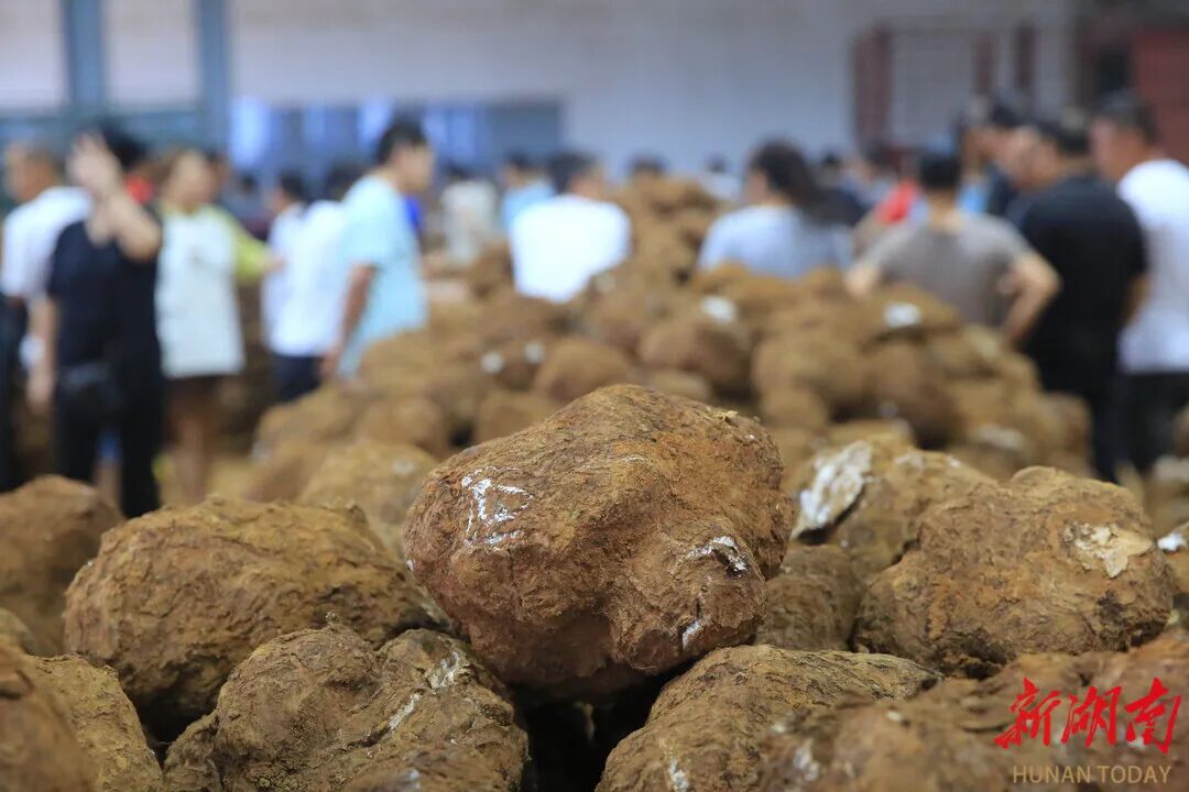 中国南方中药谷怀化底气何在