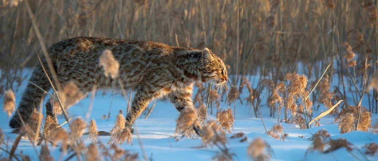 中行刷卡满额领30元E卡，速领限量福利  