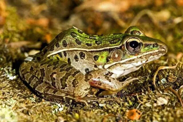 农村慢慢消失不见的8种野生动物,谁抢占了它们的空间,值得深思