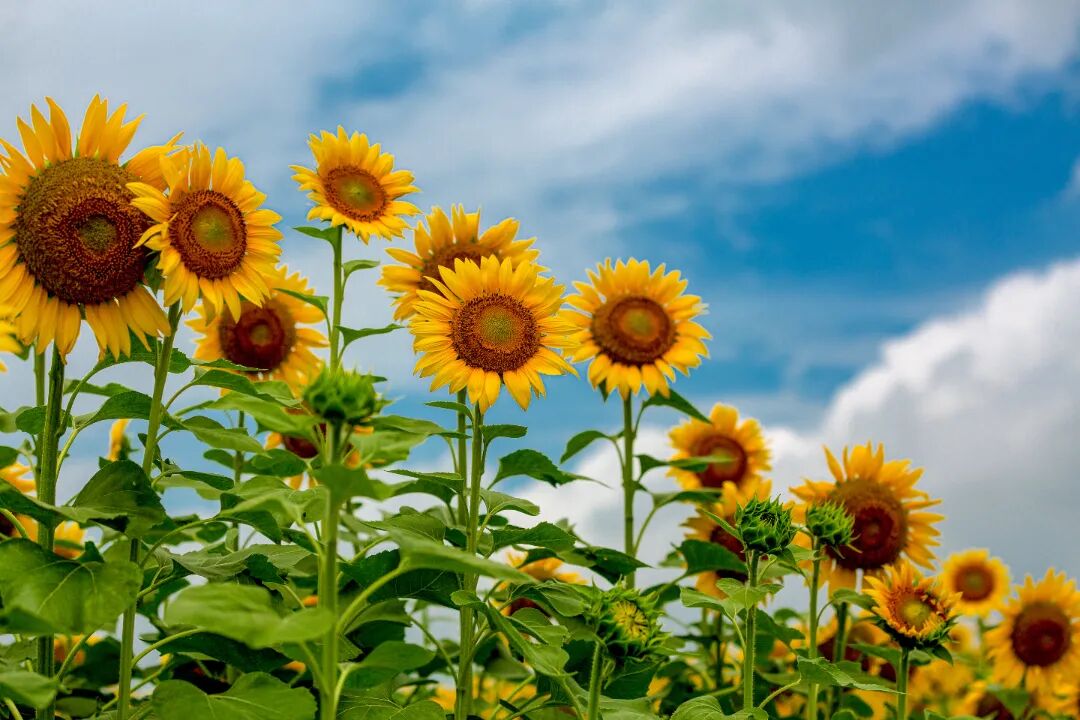 摄图网_501772959_向日葵（企业商用）.jpg