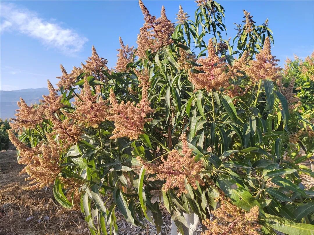 绿美华坪芒果花开处处春