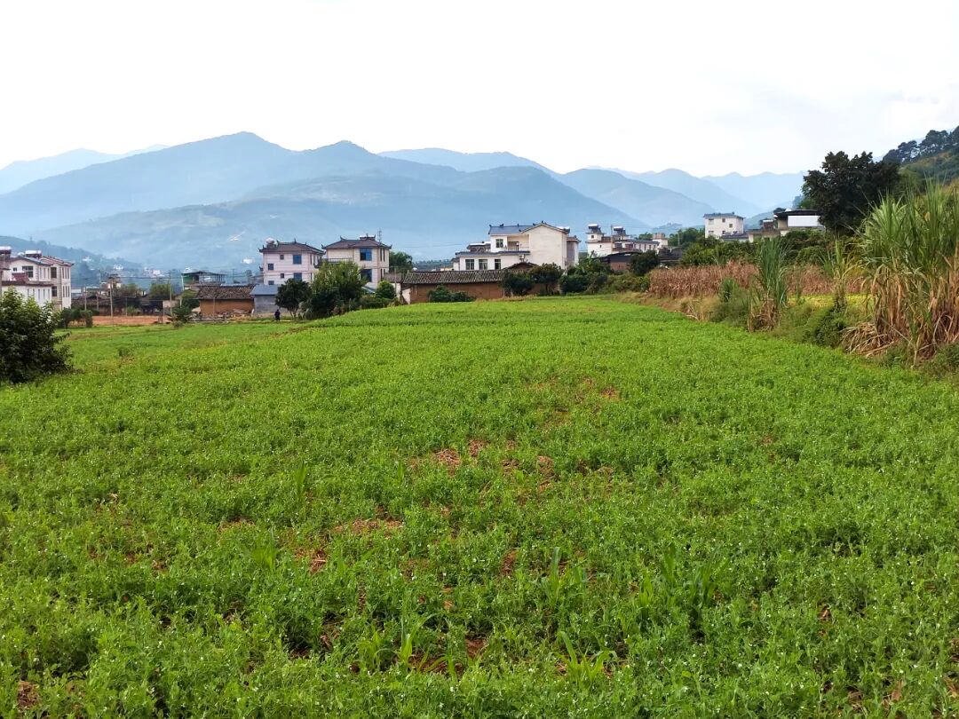 【乡村振兴】华坪：“冬闲田”变为“增收田”冬早瓜菜种植忙__【乡村振兴】华坪：“冬闲田”变为“增收田”冬早瓜菜种植忙